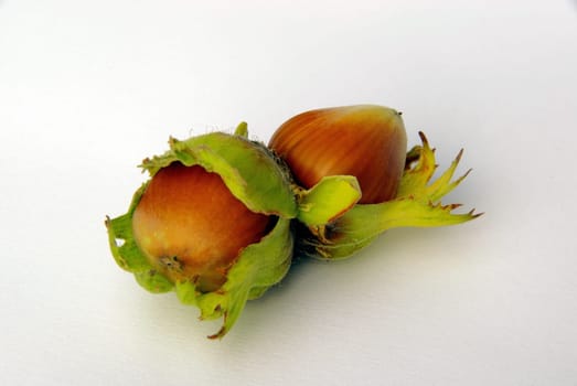 Hazelnut 05