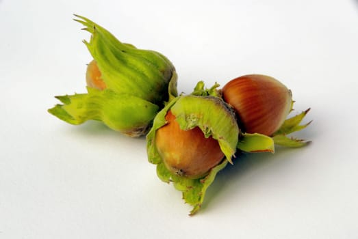 Hazelnut 06
