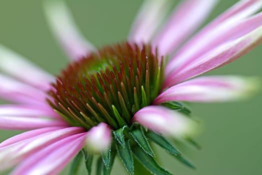 Echinacea - Red Coneflower
