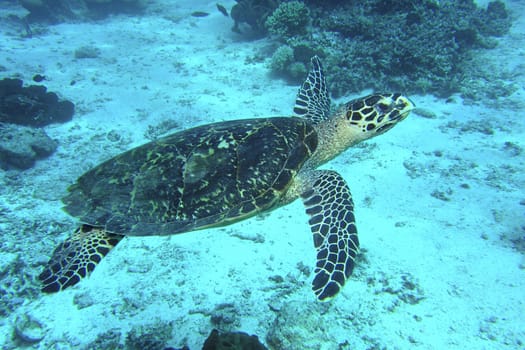 Hawksbill Turtle