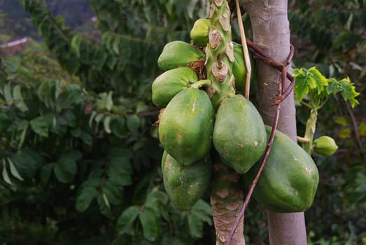 Papaya