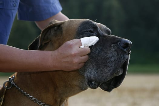 Dog Grooming