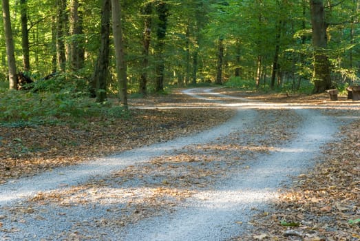 Forest path in late summer