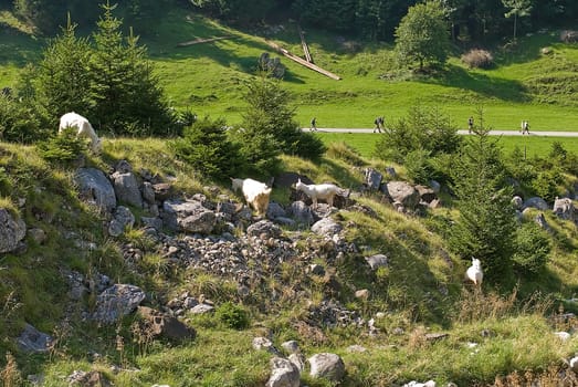 Goats in floodplains