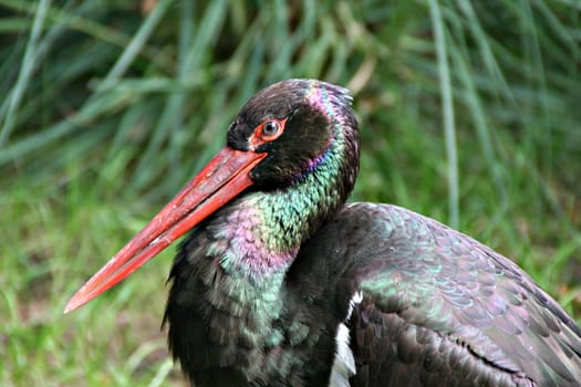 Black stork