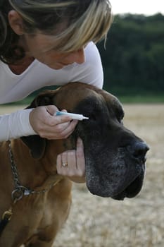 Dog Grooming