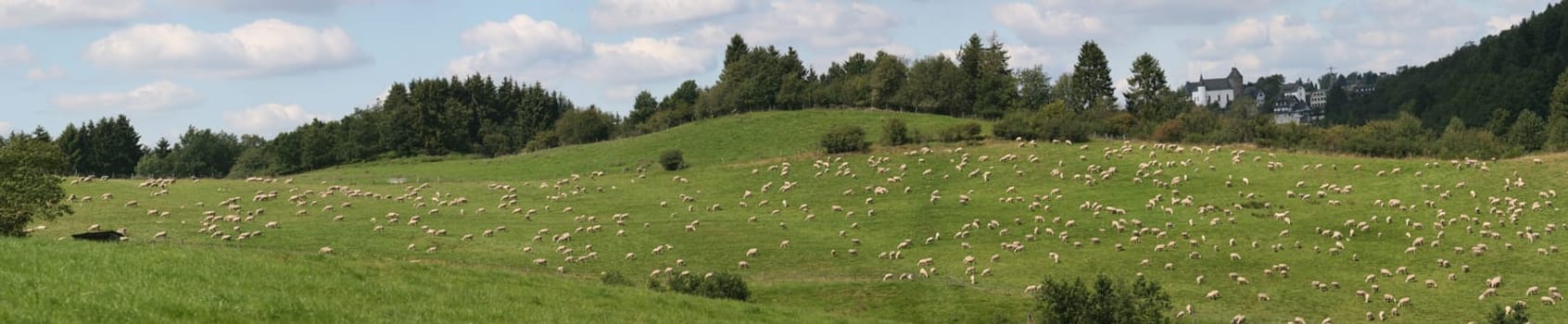 Eifel panorama with sheep