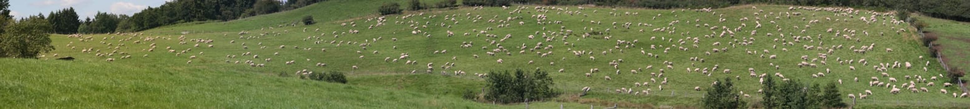 Counting sheep