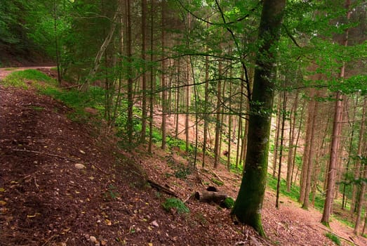 HDR recording from five frames... without HDR I am otherwise lost in the forest,always too little or too much exposure,I was never able to reproduce the lighting situation convincingly. Did I succeed?