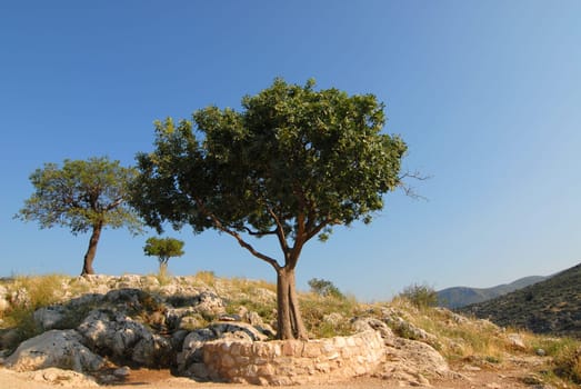 Grove of trees
