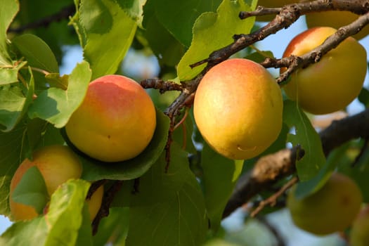 Apricot on the tree