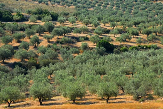 Olive grove