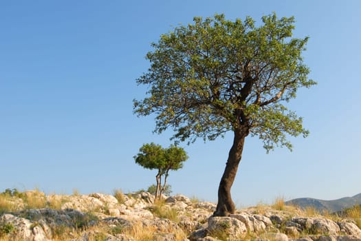 Two trees in Greece