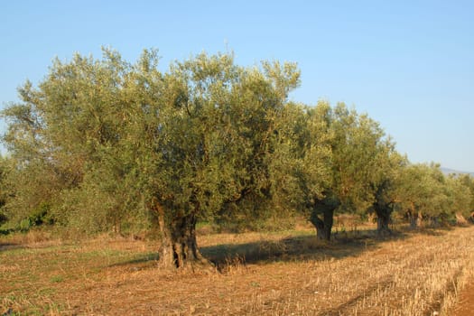 Olive trees