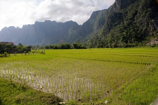 Rice field in Laos