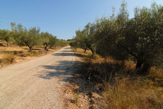 Country road with olive trees