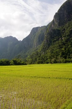 Rice field in Laos