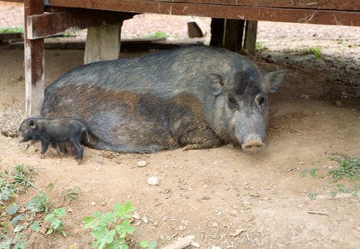 Wild boar
