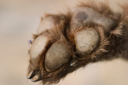 Dog's paw