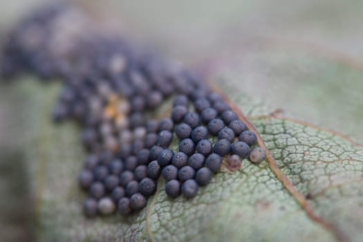 I photographed these eggs on a rose petal (underside) with 180mm macro and Raynox macro lens. It was only at this magnification that one could even see that they were round and provided with grooves. Does anyone happen to know what this is all about?