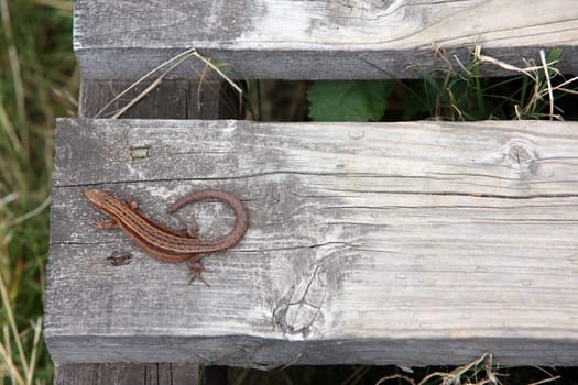 Moor lizard