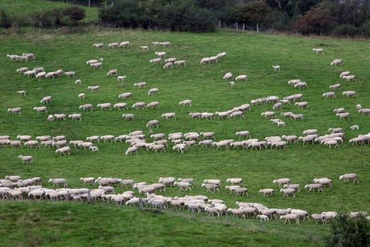 purposeful flock of sheep