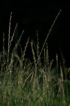 Wild Meadow