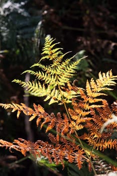 Fern in autumn colours
