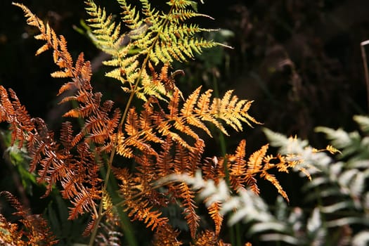 Fern in autumn colours