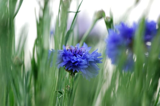 Cornflower
