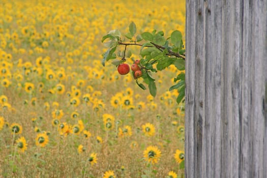 Ripe apple