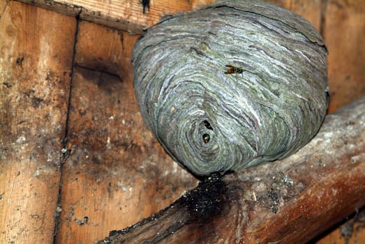 In our old shed behind the house Wasps go in and out... (I'd rather have bees... -) )