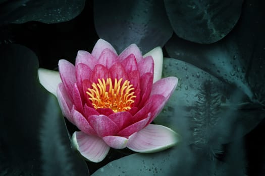red water lily