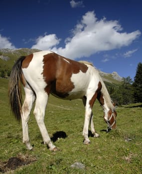 A horse's back can also delight