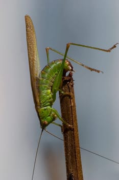 green hay horse laying eggs