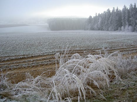 Hoarfrost landscape