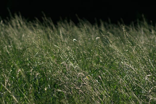 Wild Meadow