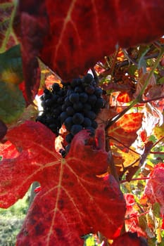 Grapes 1