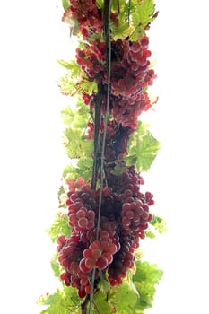 Grapes 3
