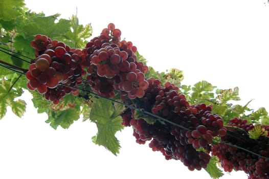 Grapes 4
