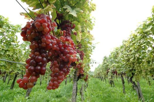 Grapes 5