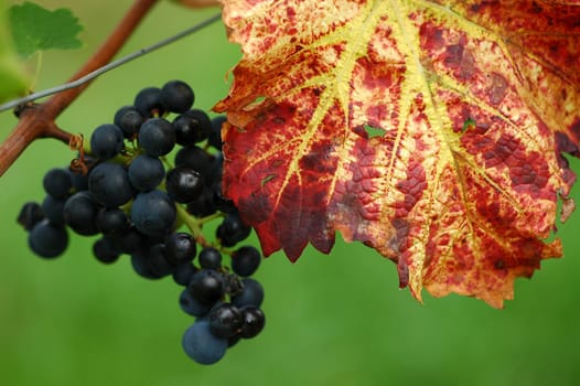 Grapes 8