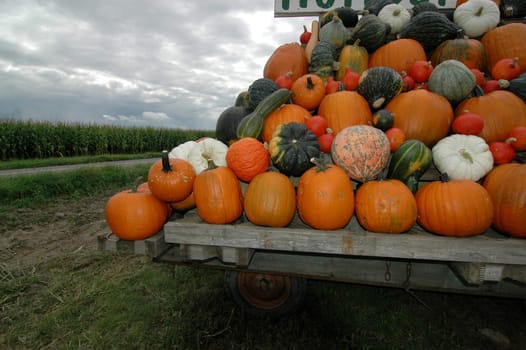 Pumpkin 3