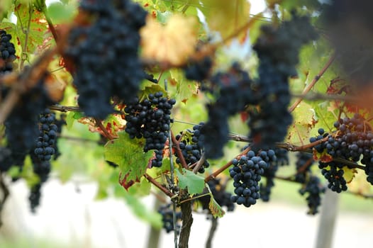 Grapes 6