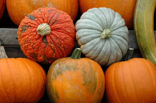 Pumpkin 2