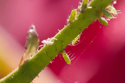 Rose petal lice