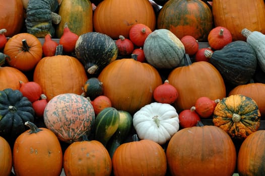 Pumpkin 1