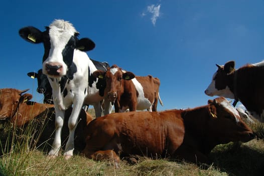 Cows 2