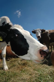 Cows 1