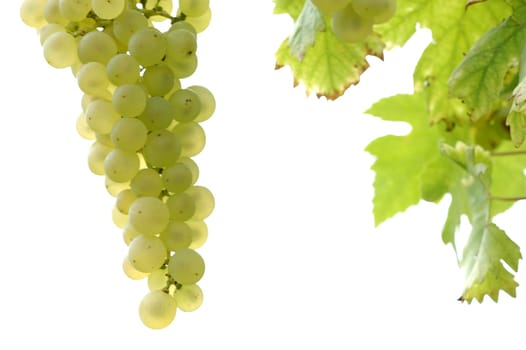 Grapes 9